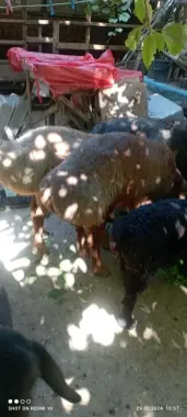 Курбонликка сотувда кочкорлар