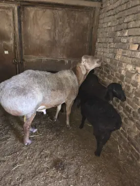 Кучкор бор курбонлика