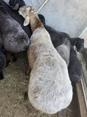 Кучкор бор курбонлика