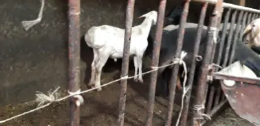 Курбонликка кучкорла! семиз покиз бокилган(гармон,мултивит "ГМО"йук