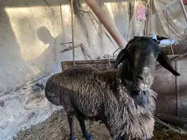 Курбонлик учун куй . qo’chqor qurbonlik uchun