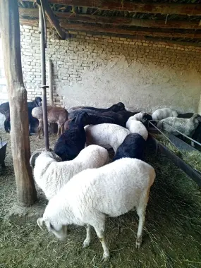 Кучкорлар Курбонлик учун халол шохдор тагал