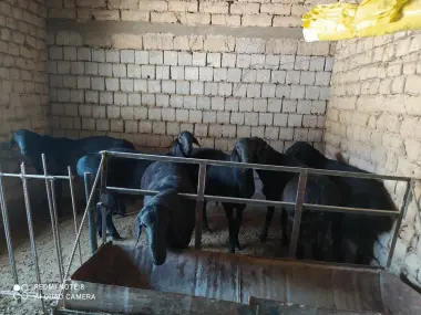 Курбонликга уйда бокибган кочкорлар