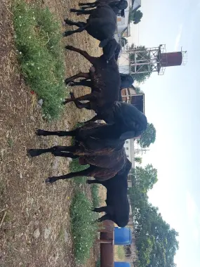 Курбонлика кочкор бор